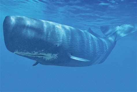 what do galapagos sperm whales eat